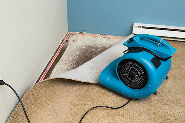 Best Carpet water damage restoration  in Johnson Creek, WI